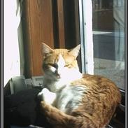 Huskat Felix R.I.P.