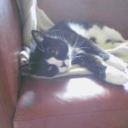 Blanding af racer Mika