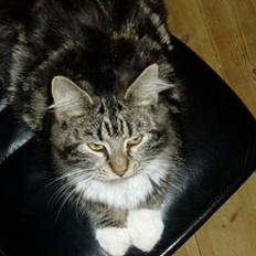 Maine Coon /Huskat Filur