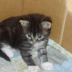 Maine Coon /Huskat Filur