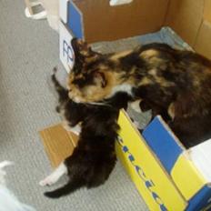 Maine Coon /Huskat Filur