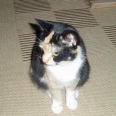 Blanding af racer Minie