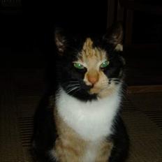 Blanding af racer Minie