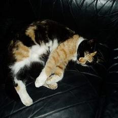 Blanding af racer Minie