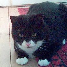 Blanding af racer Lulu