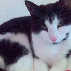 Blanding af racer Mille