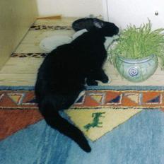 Blanding af racer Lulu