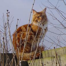 Maine Coon Dk Flying stars julius