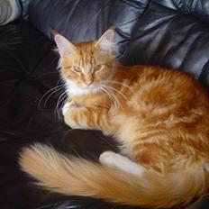 Maine Coon Dk Flying stars julius