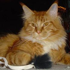 Maine Coon Dk Flying stars julius