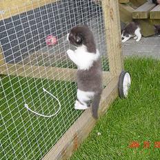 Blanding af racer Pusser