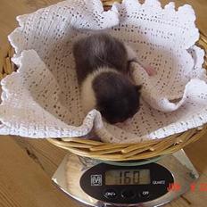 Blanding af racer Pusser