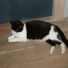 Blanding af racer Pusser