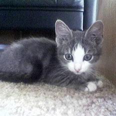 Blanding af racer Bette Mis (R.I.P)