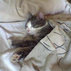 Blanding af racer Bette Mis (R.I.P)