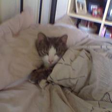 Blanding af racer Bette Mis (R.I.P)