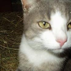 Blanding af racer tiger lil Død.. :(