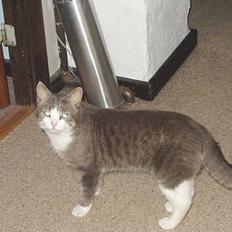 Blanding af racer tiger lil Død.. :(