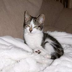 Blanding af racer Pysmis