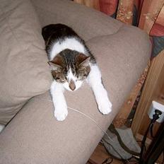 Blanding af racer Pysmis