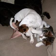 Blanding af racer Pysmis