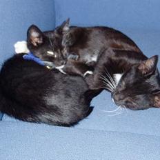 Blanding af racer Sofus