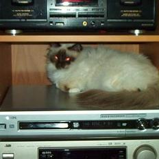 Hellig Birma Wanna Stay Home Song Hio 