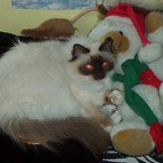 Hellig Birma Wanna Stay Home Song Hio 