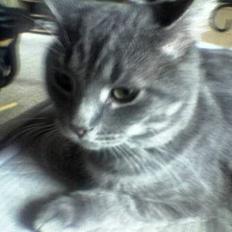 Blanding af racer Milo (R.I.P)