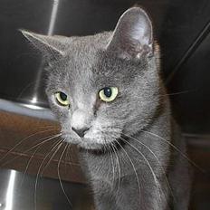 Russian Blue Rocky