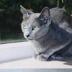 Russian Blue Rocky