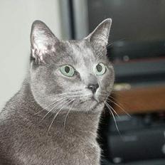 Russian Blue Rocky