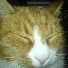 Blanding af racer Elvis