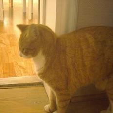 Blanding af racer Elvis