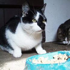 Blanding af racer Staldens katte