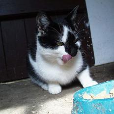 Blanding af racer Staldens katte