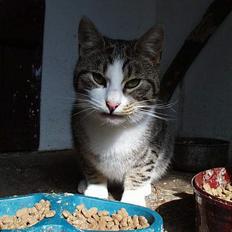 Blanding af racer Staldens katte