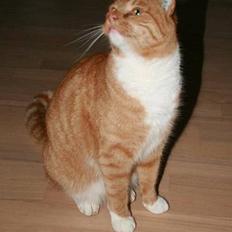Huskat Garfield