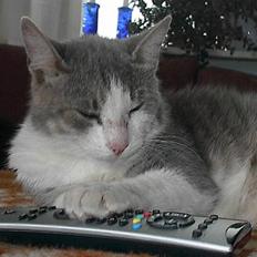 Blanding af racer Dengi( død :'( )