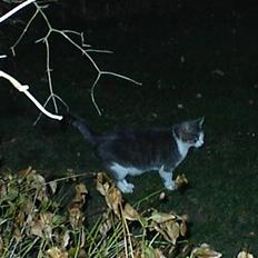 Blanding af racer Dengi( død :'( )