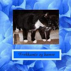 Blanding af racer frekkamis