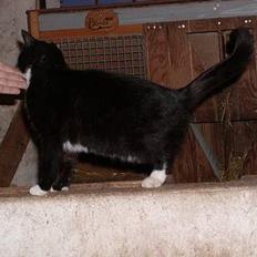 Blanding af racer frekkamis