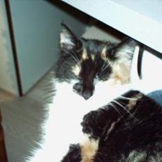 Blanding af racer Trolle