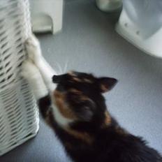 Blanding af racer Trolle