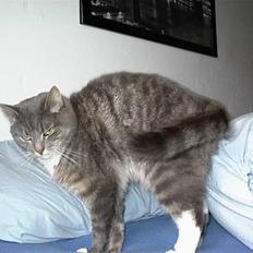 Blanding af racer Mira<3(måske død):( 