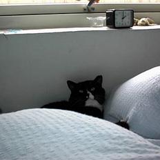 Blanding af racer Wolle<3