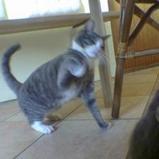 Blanding af racer Bettemis og Spike