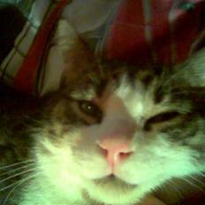 Blanding af racer Buller