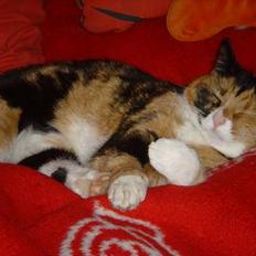 Blanding af racer Molly