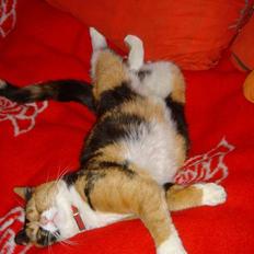 Blanding af racer Molly